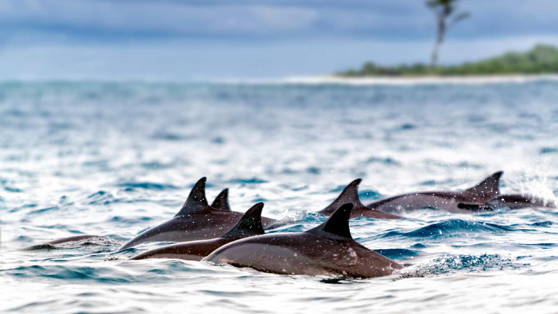 Watch dolphins splash in Banco Chinchorro Biosphere Reserve, or stroll local artisan crafts and search for legendary cuisine.