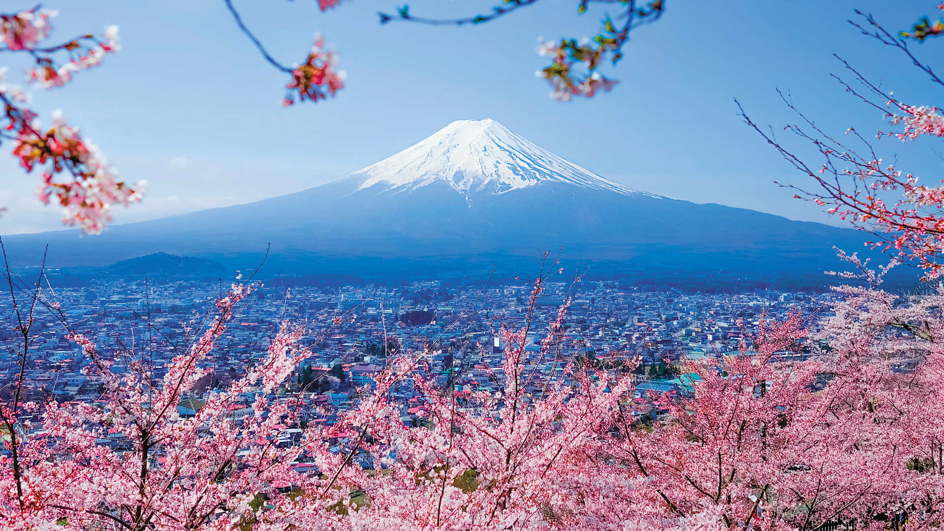 Participate in a traditional tea ceremony at Yui Honjin Park before making your way to Miho-no-Matsubara for dramatic views of Mount Fuji.
