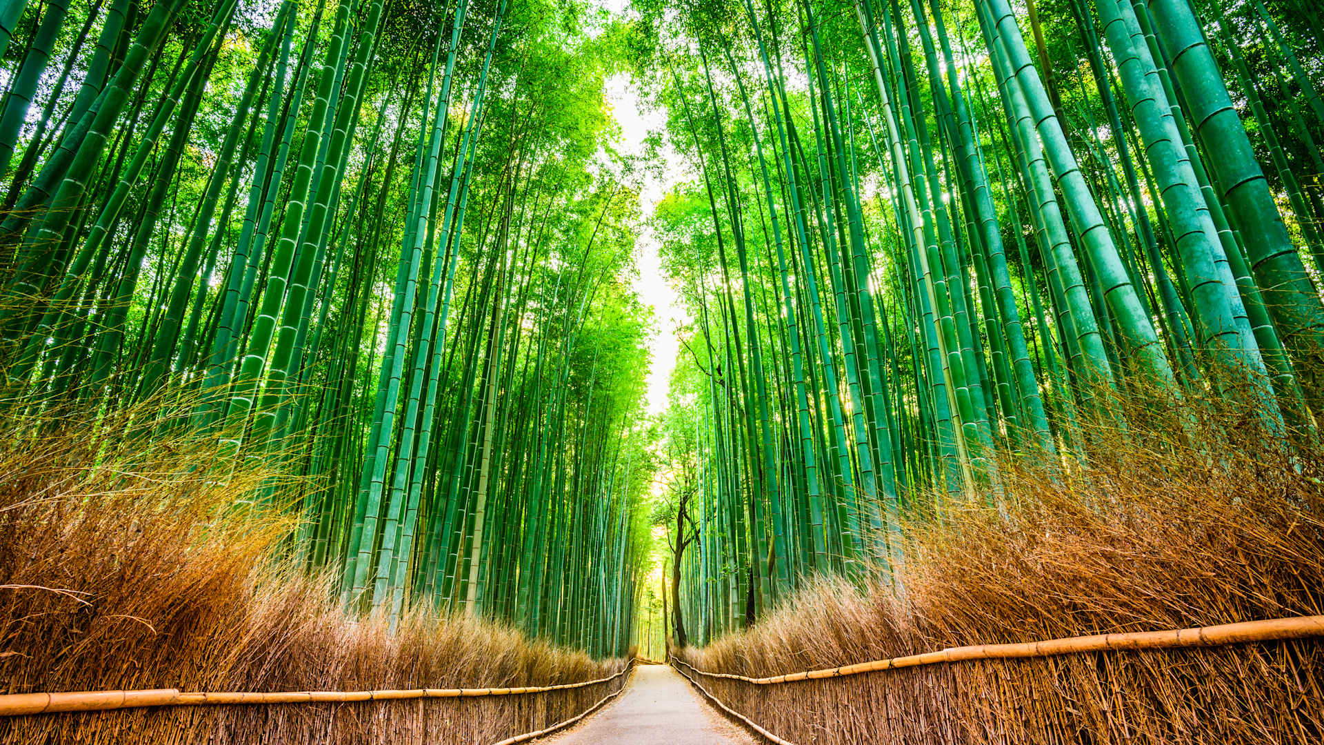 Head inland to examine Kyoto's majestic temples, storied Nijo Castle and amazing Bamboo Forest in detail as part of a two night inland stay.