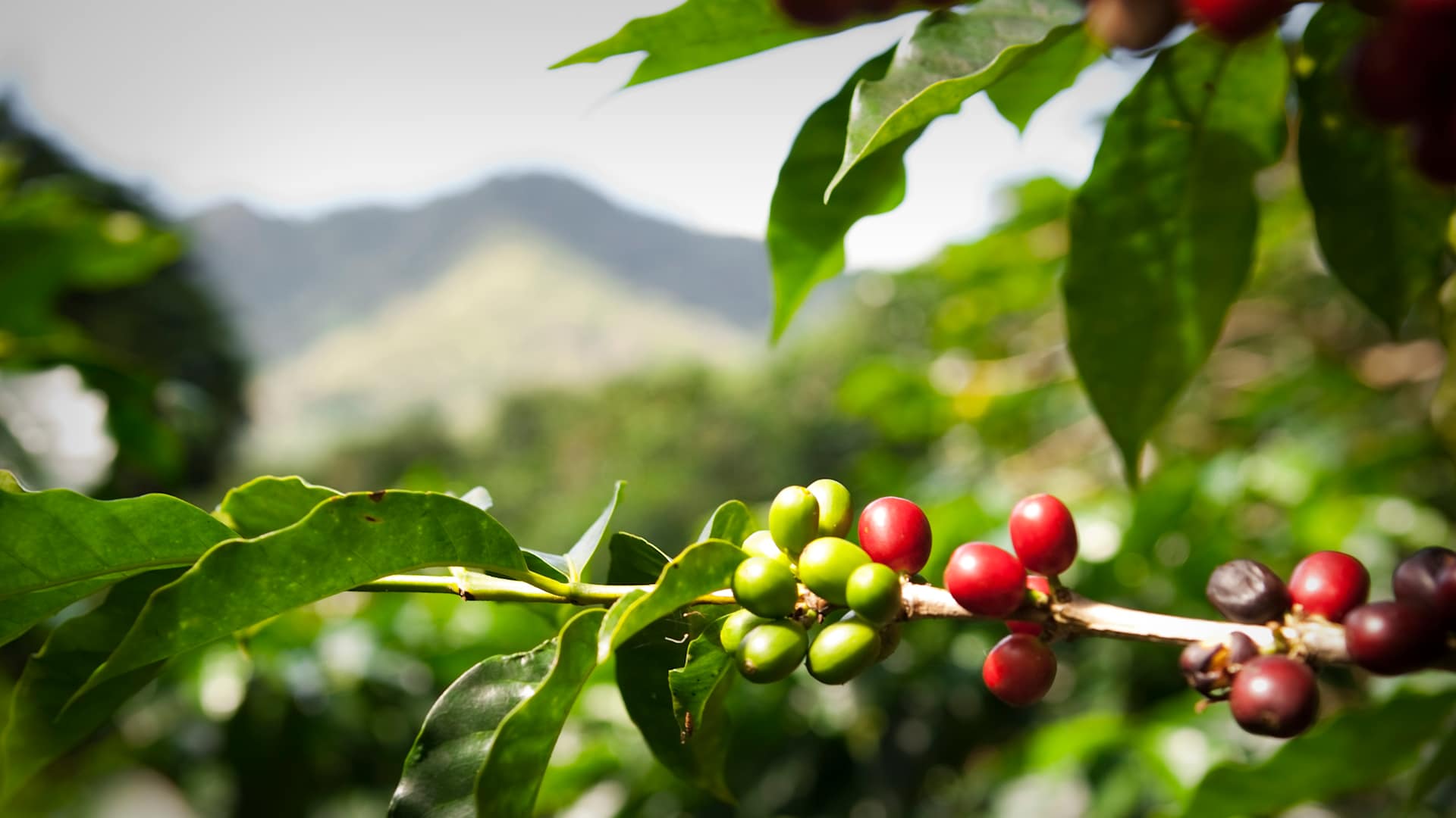 Learn about Costa Rica’s most important crop — coffee — observing the process from roasting to cup, followed by a hearty traditional Costa Rican casado lunch.