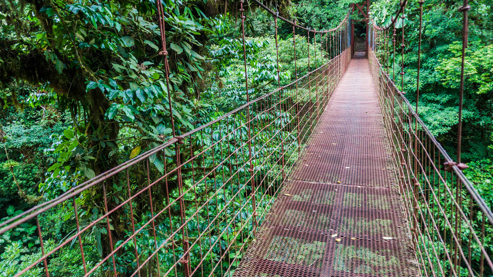 On Costa Rica cruises you’ll be accompanied by onboard naturalists who will help you understand the flora, fauna and ecosystems you encounter.