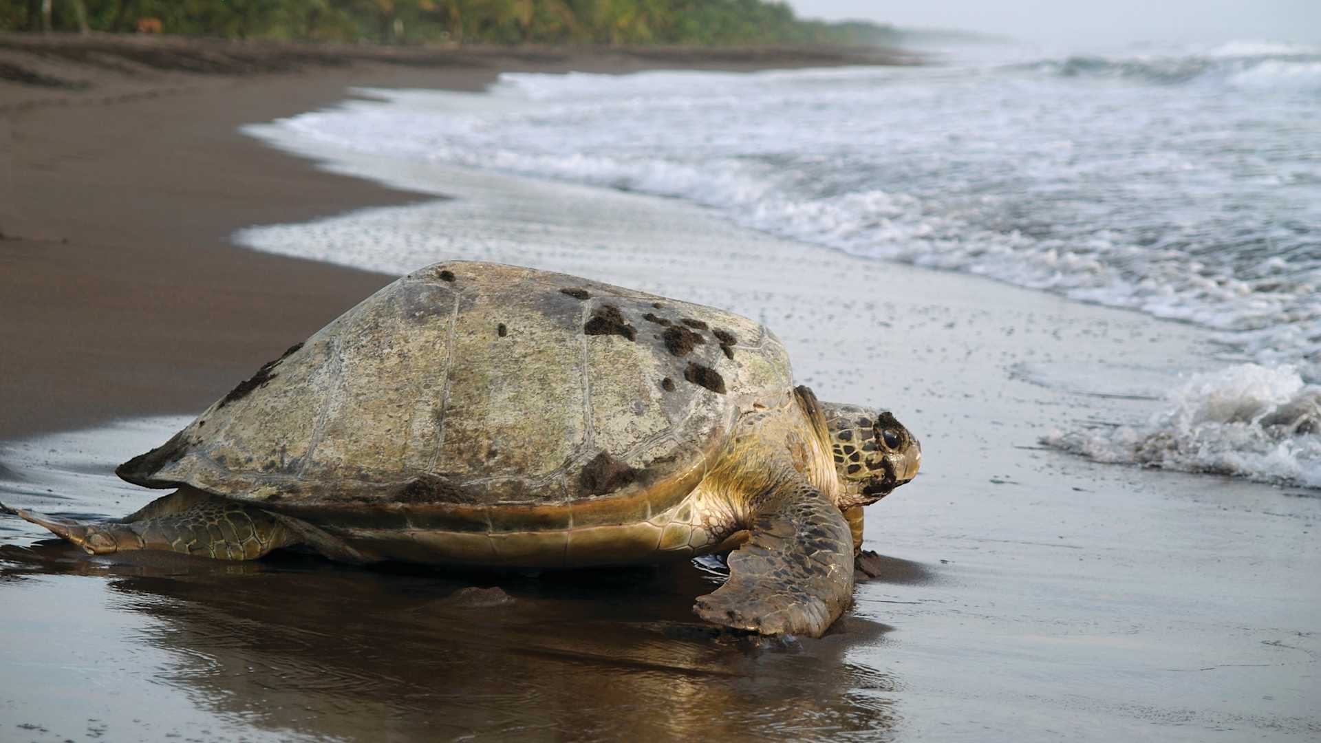 Experience the magic of a nighttime walk among nocturnal animals in the Curi-Cancha Reserve in Monteverde. Swim with pufferfish and sea turtles on tiny Isla San Andres, part of a UNESCO Biosphere Reserve.