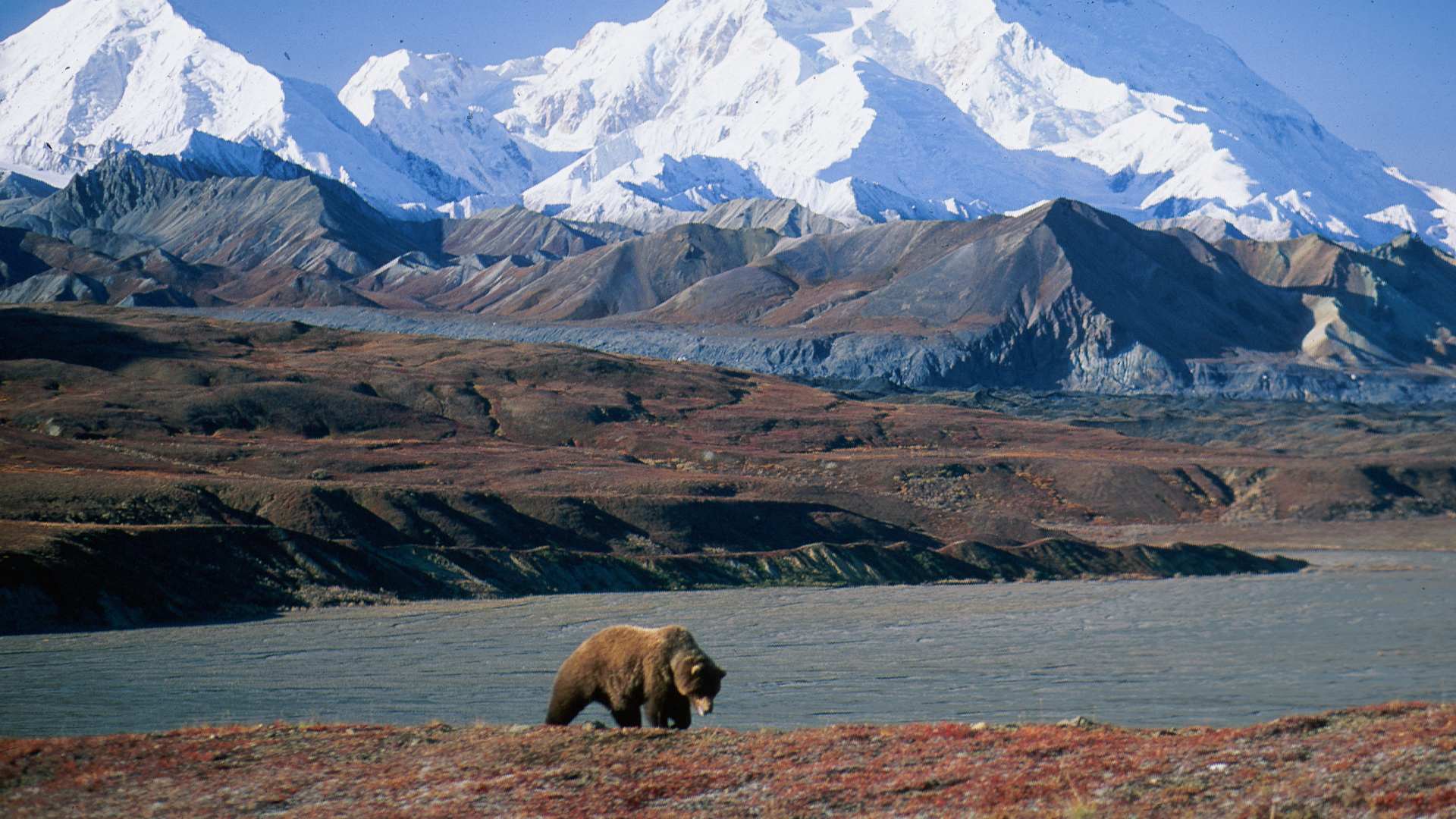 Follow silent deer paths through lush coastal forest, find rivers churning with spawning salmon and spot mountain goats perched precariously on mountain ledges the size of a quarter.