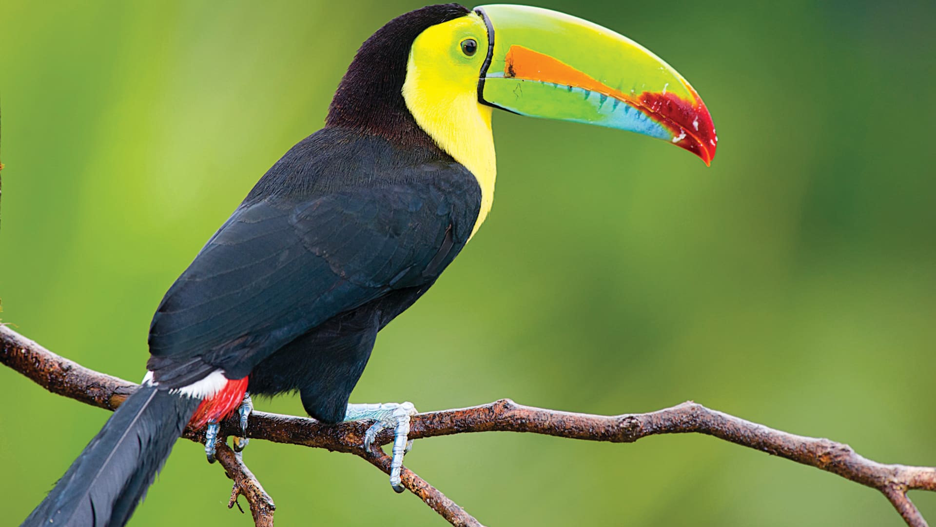 Windstar doesn’t just take you to interesting places. It takes you into local indigenous communities, to sanctuaries and national parks where you can spot local toucans and crocodiles in their native habitats.