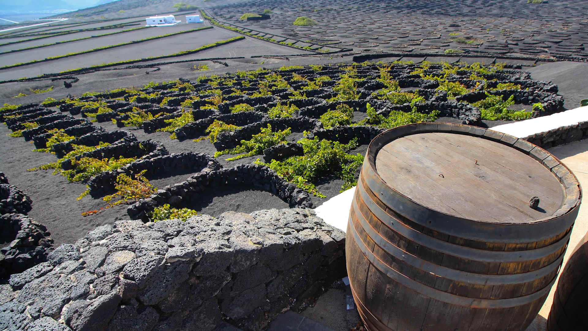 Every Select Sailing is a must-do voyage designed so no opportunity is overlooked. Discover the wine route in Lanzarote. Sip and learn how the Canary Islands’ volcanic soil enriches the flavor of wine.  