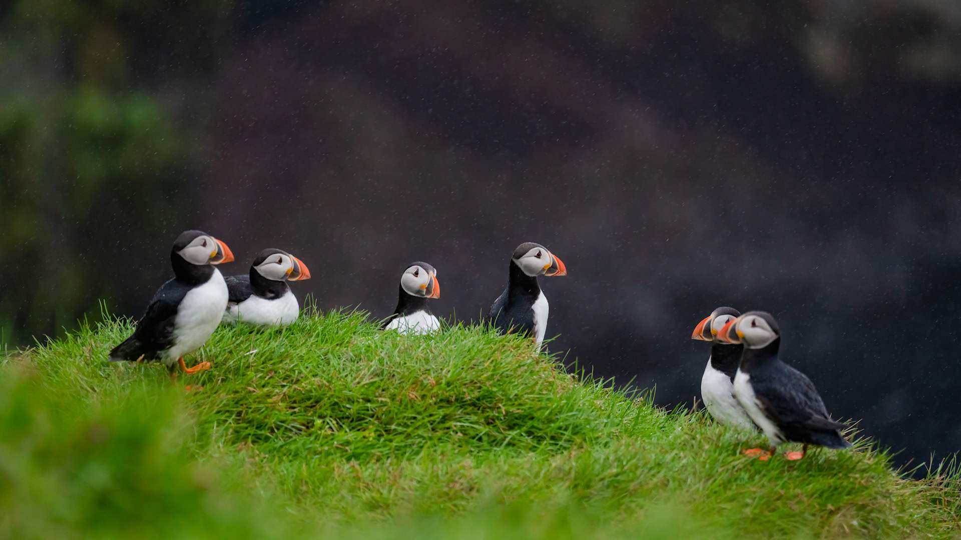 Take a visit to the Westman Islands where you can see the world's largest puffin breeding colony.