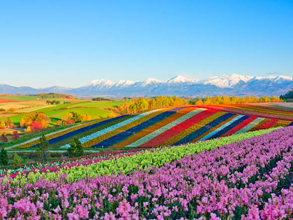 Star Collector: Pacific Horizons & Japanese Mysteries