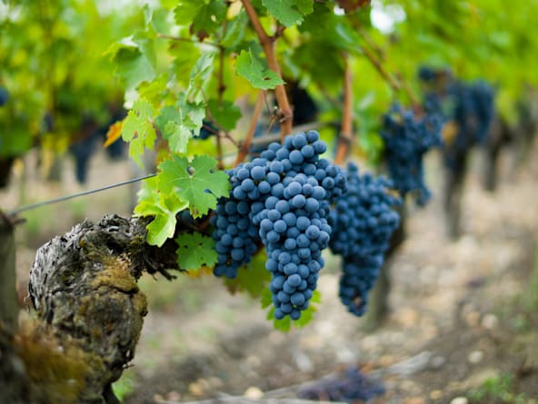 Wine Cruise: Captivating Canary Islands