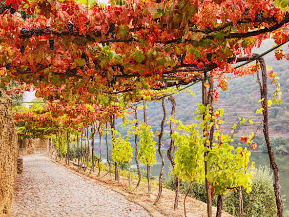 Wine Cruise: Treasures of the Greek Isles