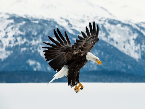 Shore Excursion Must-Do: Taku Glacier & Airboat Adventure (Juneau)