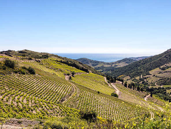 Collioure
