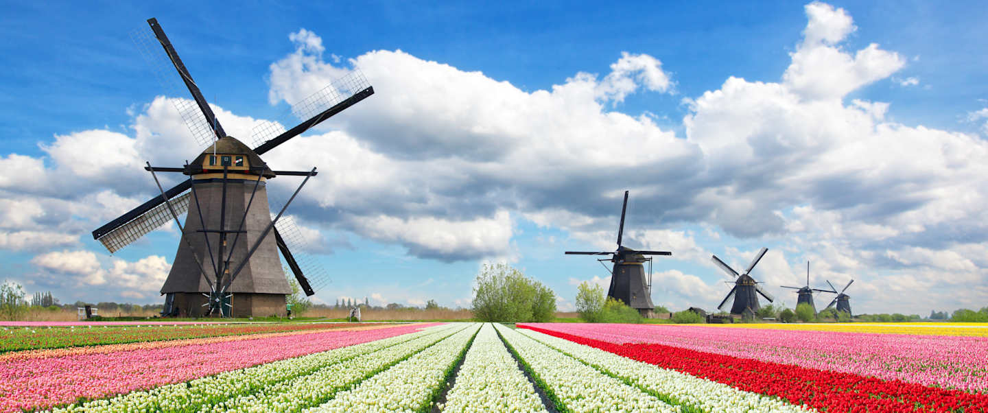 Tulip Season in Holland & Belgium
